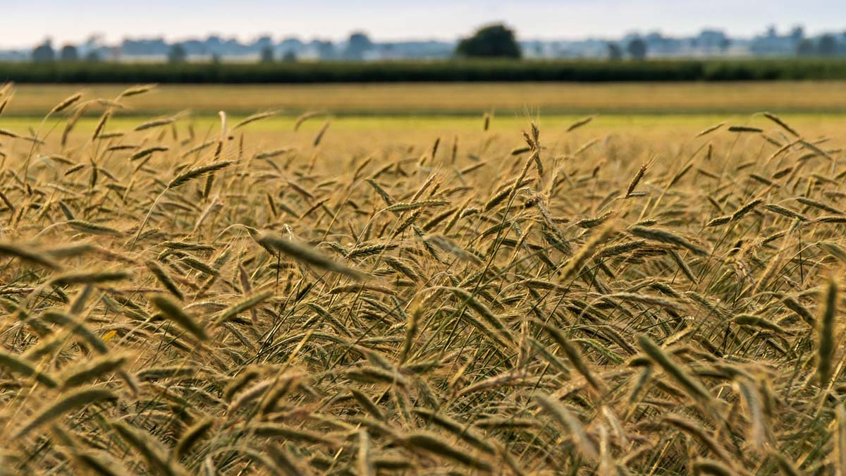 sembrado de cereales