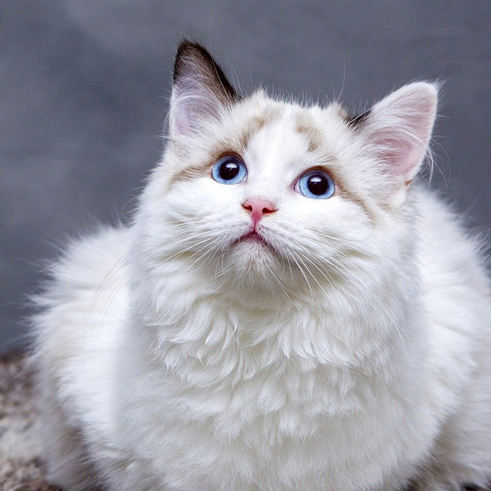 Animales de compañía