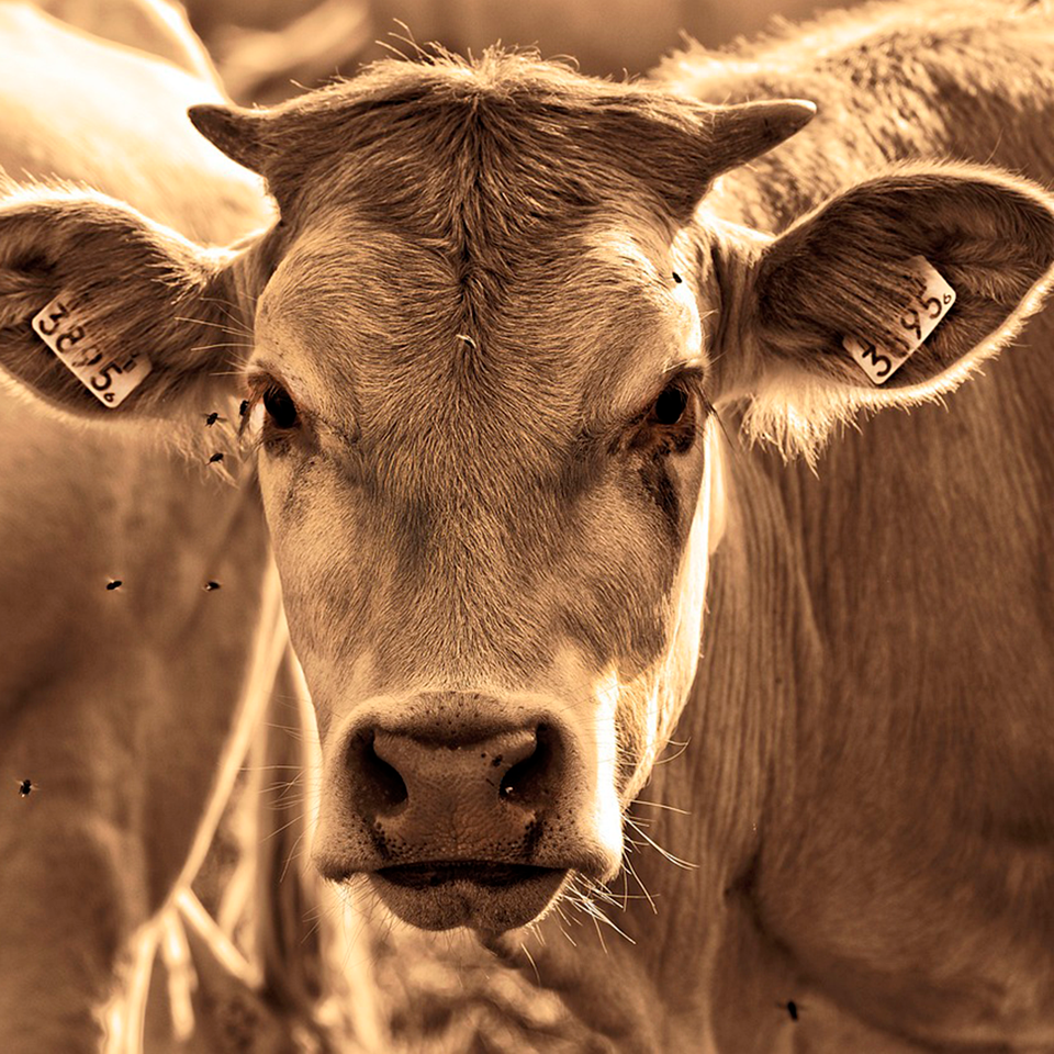 Alimentación ganado bovino