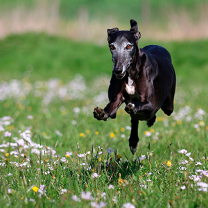 Alimentación para galgos
