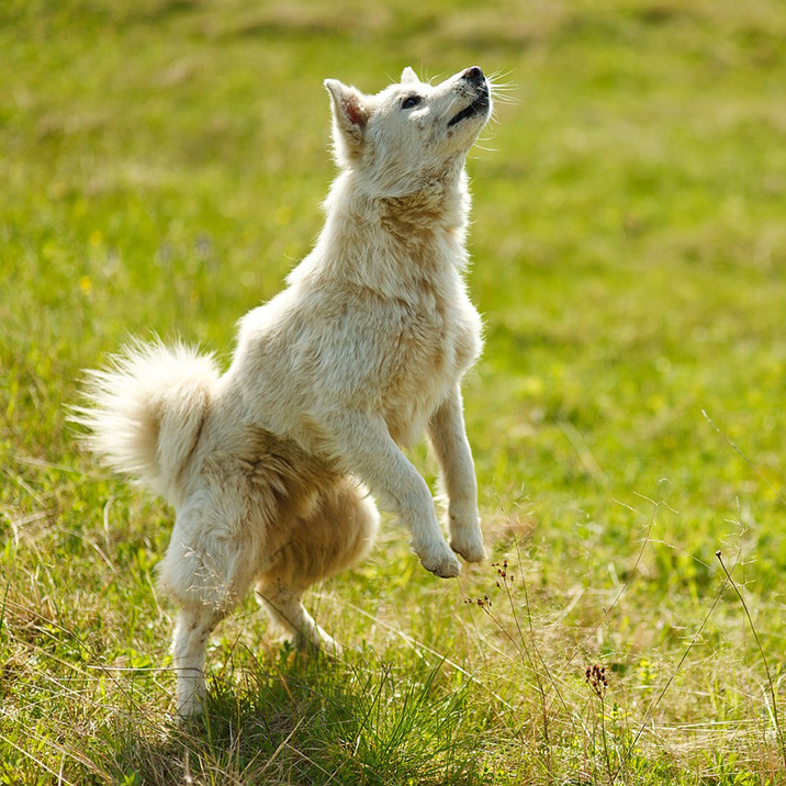 Alimentación para perros
