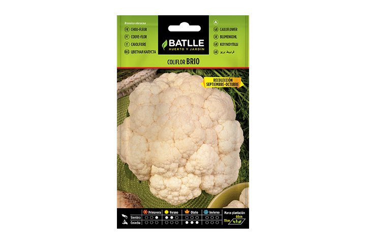 Semillas Batlle. Coliflor brio